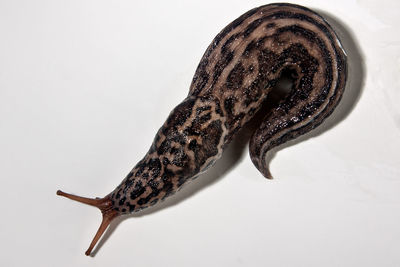 High angle view of snail on white background