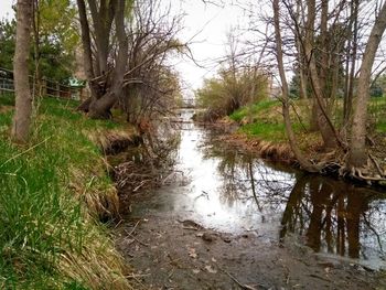 Scenic view of lake in forest