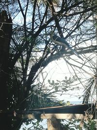 Low angle view of tree against sky