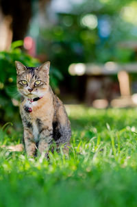 Domestic female cat sitting on greenfield backyard and looking at camera.