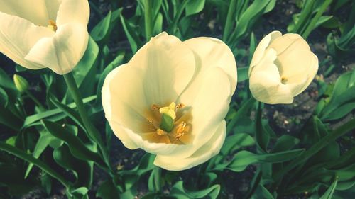 Close-up of yellow flowering plant on field