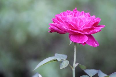 Close-up of pink flower