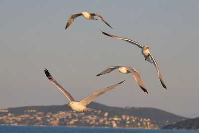 Bird flying over water against clear sky