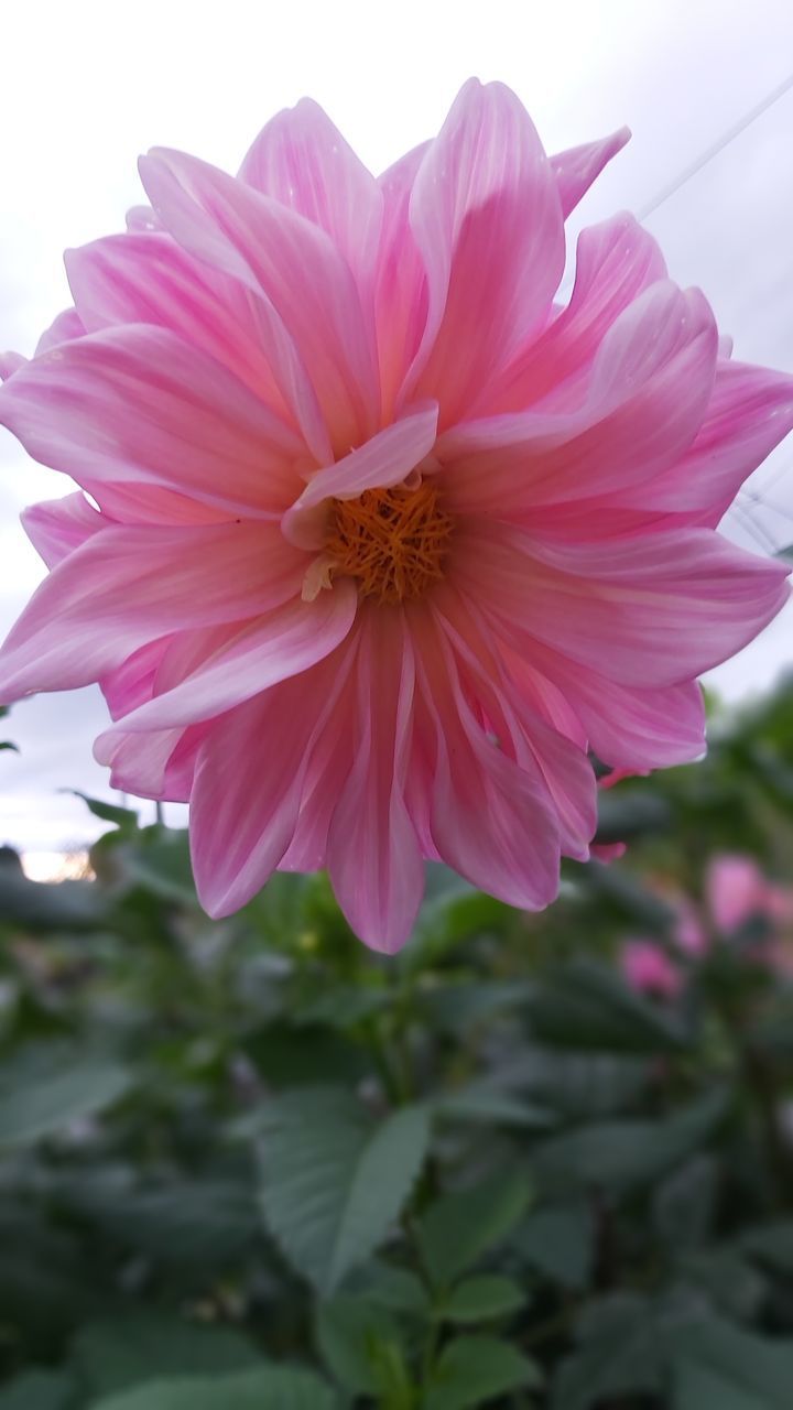 CLOSE-UP OF PINK FLOWERING PLANTS