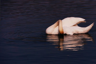 Swan swimming in lake