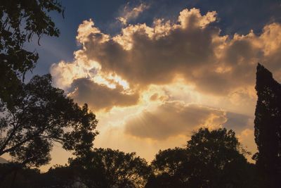 Low angle view of trees against sky