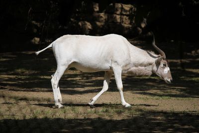 Side view of white horse standing on field