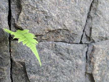 Close-up of plant growing on rock