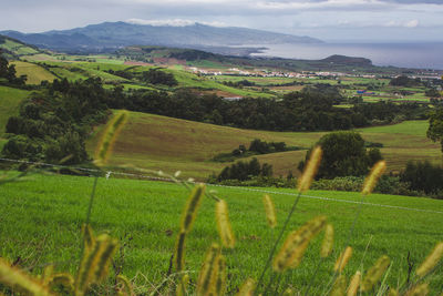 Scenic view of agricultural field