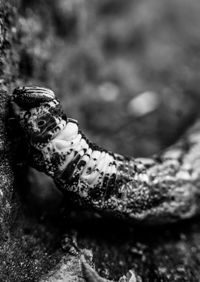 Close-up of a horse in water