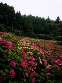 Pink flowering plants in garden