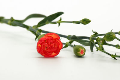 Close-up of strawberry over white background