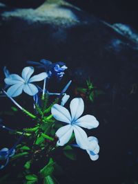 Close-up of white flowers