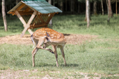 Portrait of a spotted deer in the forest