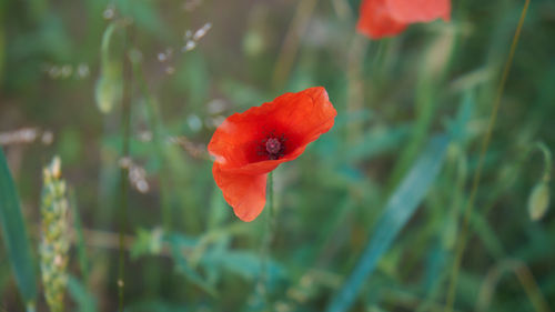 Close-up of red rose