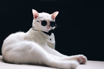 Portrait of cat sitting against black background