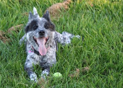 Dog standing on grassy field