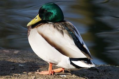 Close-up of birds