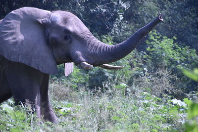 Close-up of elephant standing on field