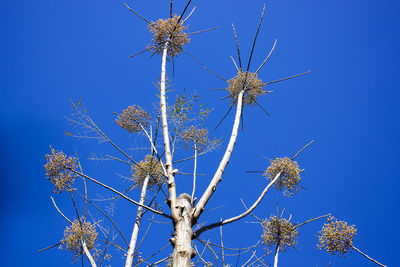 Low angle view of flowering plants against blue sky