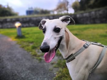 Portrait of dog sticking out tongue