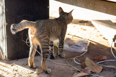 Full length of a cat