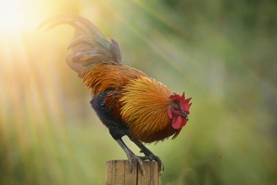 Close-up of rooster on wooden post