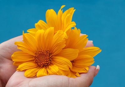 Close-up of hands holding yellow daisies against blue background