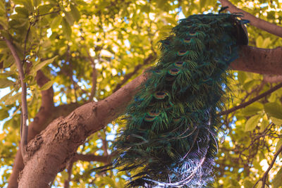 Low angle view of peacock