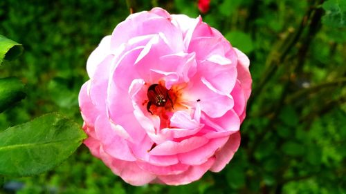 Close-up of bee on pink flower