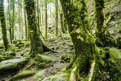 Pine trees in forest