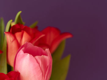 Close-up of pink rose against blue background