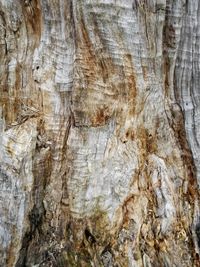 Full frame shot of tree bark