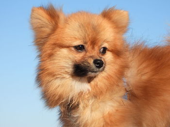 Close-up portrait of a pomeranian dog