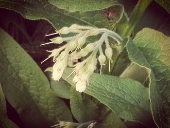 Close-up of plant