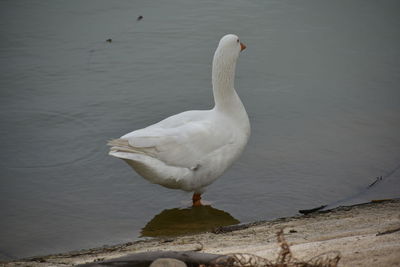 Bird perching on lake