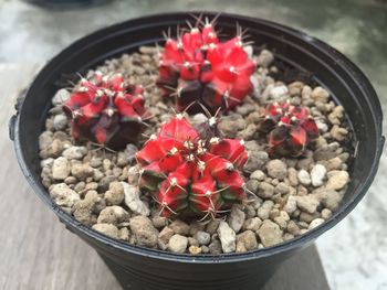 High angle view of potted plants