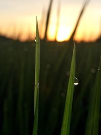 Close-up of water drops on grass