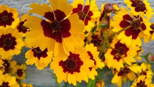 Close-up of yellow flowering plant