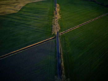 High angle view of agricultural field