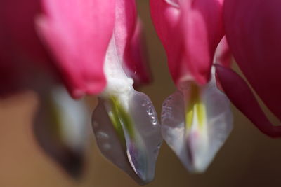 Close-up of raindrops on pink flower