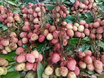 High angle view of fresh lychees for sale in market