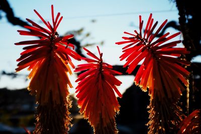 Close-up of red flowering plant against sky