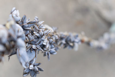 White shells twisting in a long rope