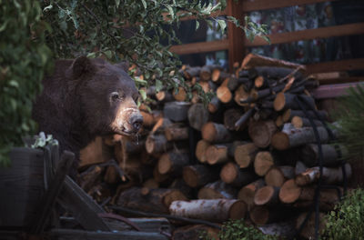 Bear standing against logs in forest