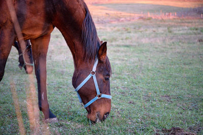 Close-up of a horse on field