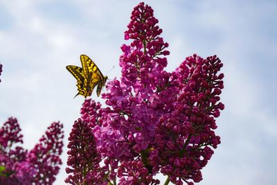 Low angle view of flowering plant against sky