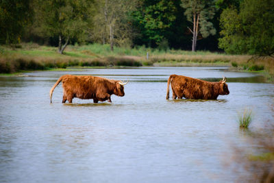 Highland cattles crossing river