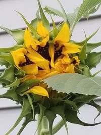 Close-up of yellow flowers