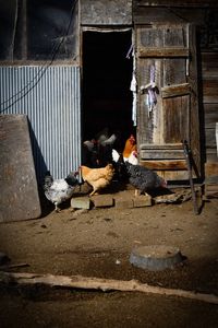 Gathering of the hens in doorway, of their chicken coop on a ranch